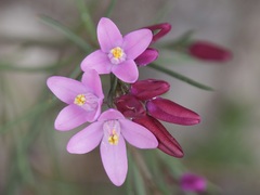 Boronia nematophylla