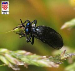 Dioctria atricapilla