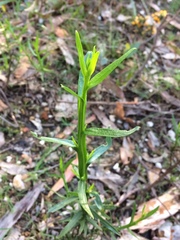 Ixodia achillaeoides