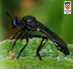 Dioctria atricapilla