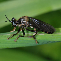 Dioctria atricapilla