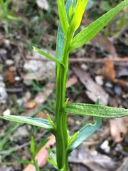 Ixodia achillaeoides