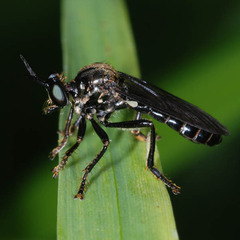 Dioctria atricapilla