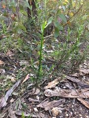 Ixodia achillaeoides