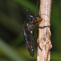 Dioctria atricapilla