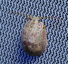 Paropsis charybdis