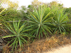 Agave fourcroydes