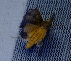 Uresiphita ornithopteralis