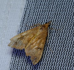 Uresiphita ornithopteralis