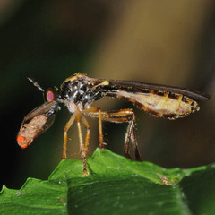 Dioctria