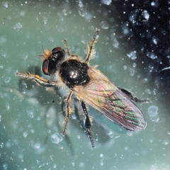 Holopogon nigripennis