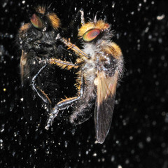 Holopogon nigripennis