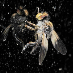 Holopogon nigripennis