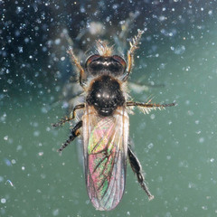 Holopogon nigripennis