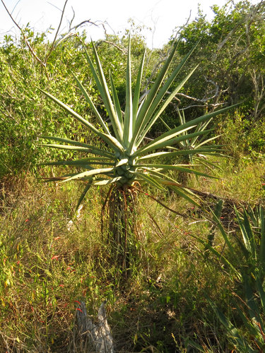 Agave fourcroydes