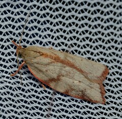 Euchaetis inceptella