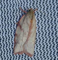 Euchaetis inceptella