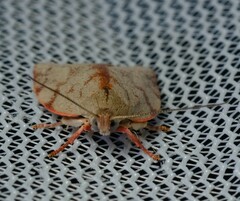 Euchaetis inceptella