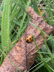 Coccinella magnifica