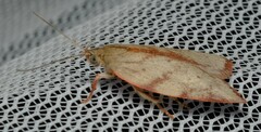 Euchaetis inceptella