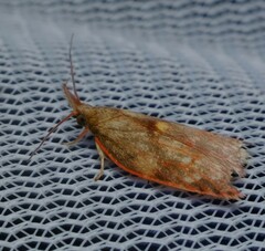 Enchocrates glaucopis