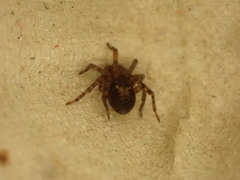 Amaurobius