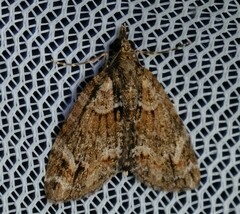Microdes diplodonta