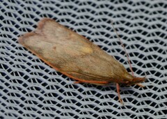 Enchocrates glaucopis