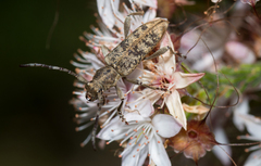 Pempsamacra dispersa