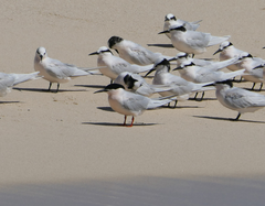 Sterna dougallii gracilis