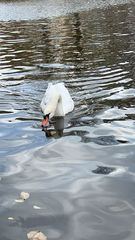 Cygnus olor