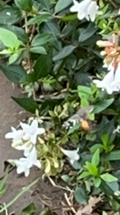 Macroglossum stellatarum