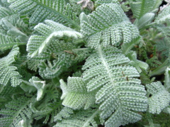 Tanacetum haradjanii