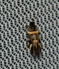 Macrobathra alternatella