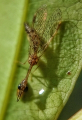 Mantispidae