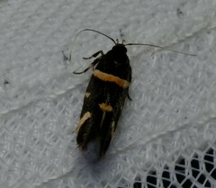 Macrobathra alternatella