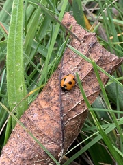 Coccinella magnifica