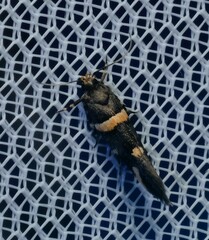 Macrobathra alternatella