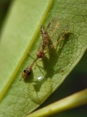 Mantispidae