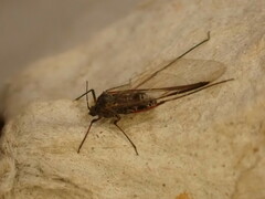 Tuberolachnus salignus