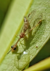 Mantispidae