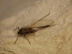 Tuberolachnus salignus