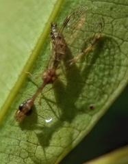 Mantispidae