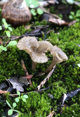 Arrhenia rickenii