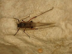 Tuberolachnus salignus