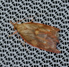 Enchocrates glaucopis