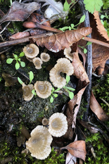 Arrhenia rickenii