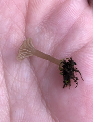 Arrhenia rickenii
