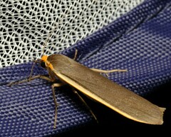 Palaeosia bicosta