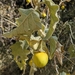 Solanum incanum - Photo 由 Jerome Viard 所上傳的 (c) Jerome Viard，保留部份權利CC BY-NC